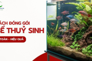 Cách đóng gói bể thủy sinh khi chuyển nhà an toàn hiệu quả