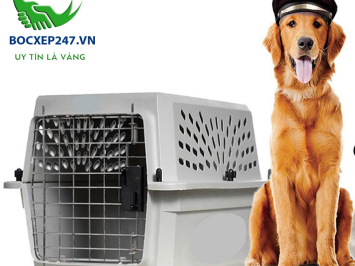 [Chia sẻ] Kinh nghiệm vận chuyển thú cưng đi xa an toàn