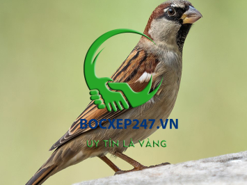 Chim bay vào nhà có điềm gì? Là điềm báo tốt hay xấu?