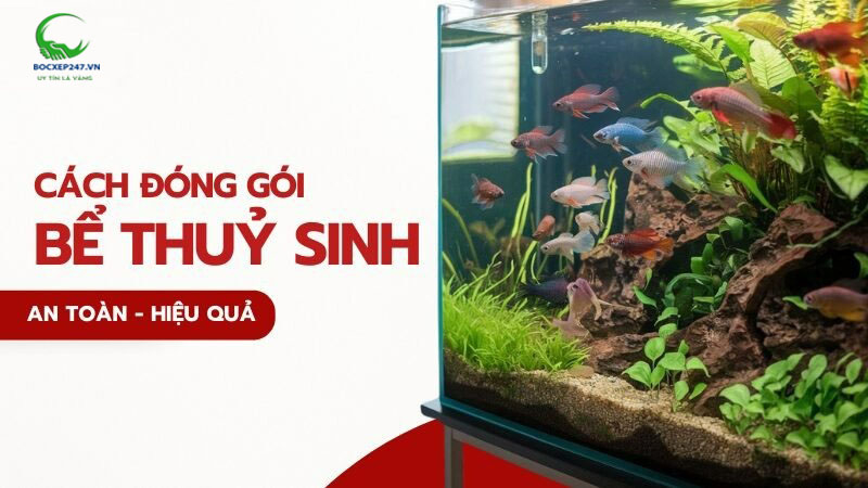 Cách đóng gói bể thủy sinh khi chuyển nhà an toàn hiệu quả