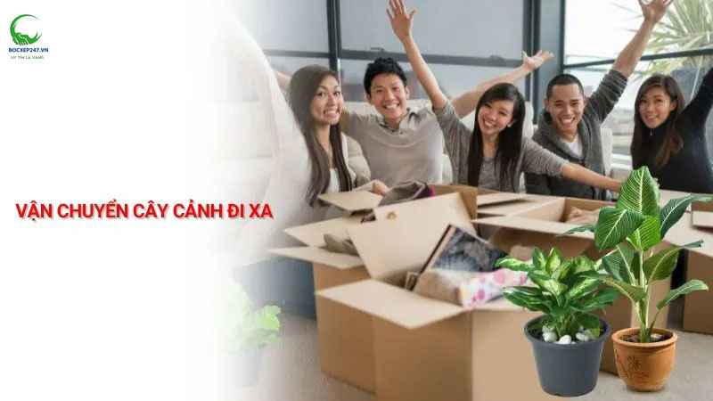 Cách vận chuyển cây cảnh đi xa an toàn