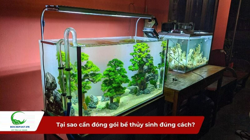 Tại sao cần đóng gói bể thủy sinh đúng cách khi di chuyển?