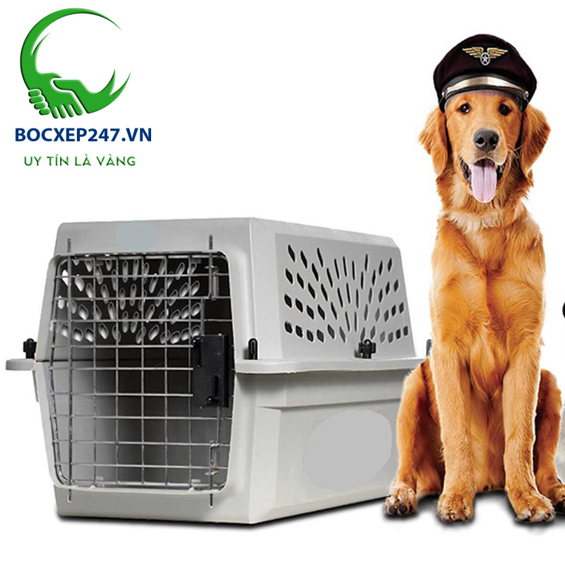 Hình ảnh bốc vác của những người lao động cực nhọc mưu sinh